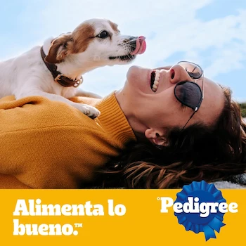 Imagen 5 de Pedigree Pancita Saludable Croquetas para Perros Adultos Sabor Salmón, Pavo y Zanahoria 4kg
