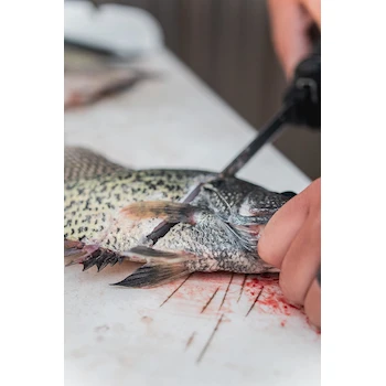 Imagen 5 de Old Timer Hoja de Repuesto para Cuchillo Fileteador Eléctrico Li-Ion Cordless y 110V con Hoja de 8 Pulgadas Fully Serrated High Carbon Stainless Steel Classic Fillet Cut